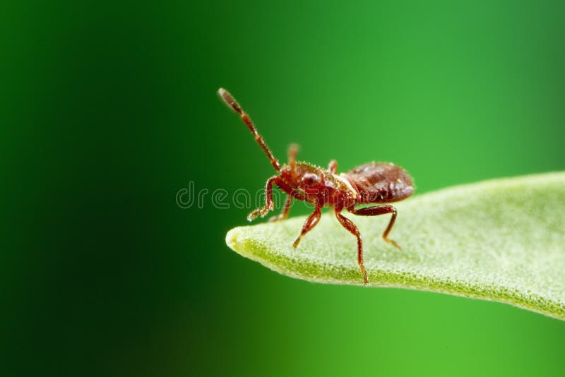 A larger than life size shot of a very small bug instar. A larger than life size shot of a very small bug instar.