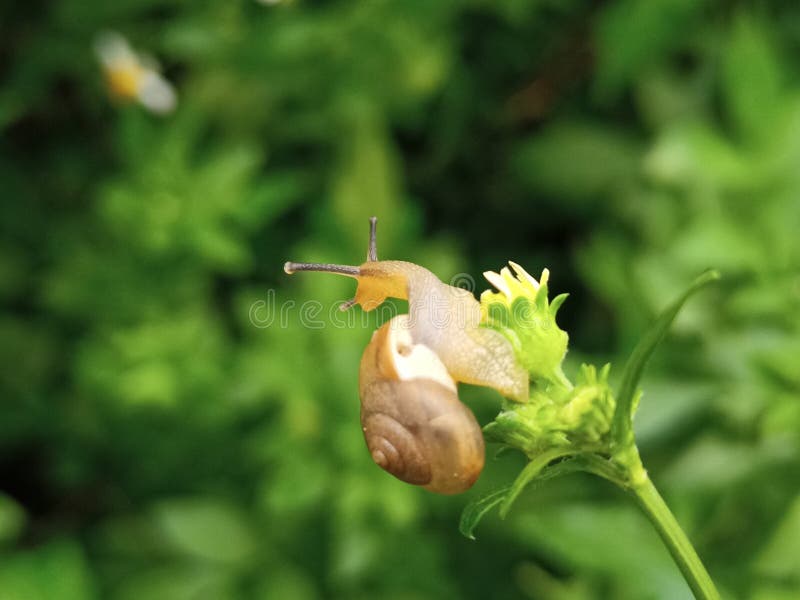 Macro photographie de petits escargots mignons et adorables fourrage souvent autour des fleurs dans la cour photographie stock