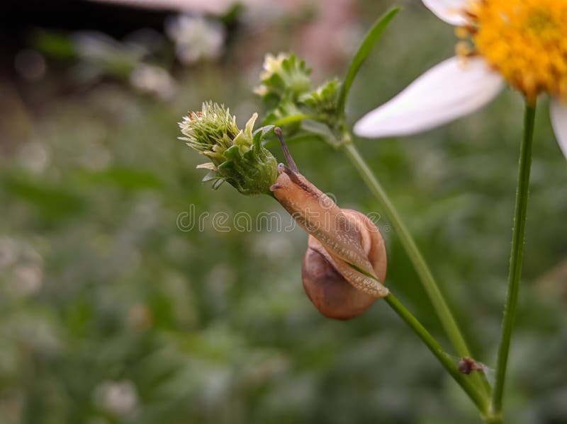 Macro photographie de petits escargots mignons et adorables fourrage souvent autour des fleurs dans la cour photo stock