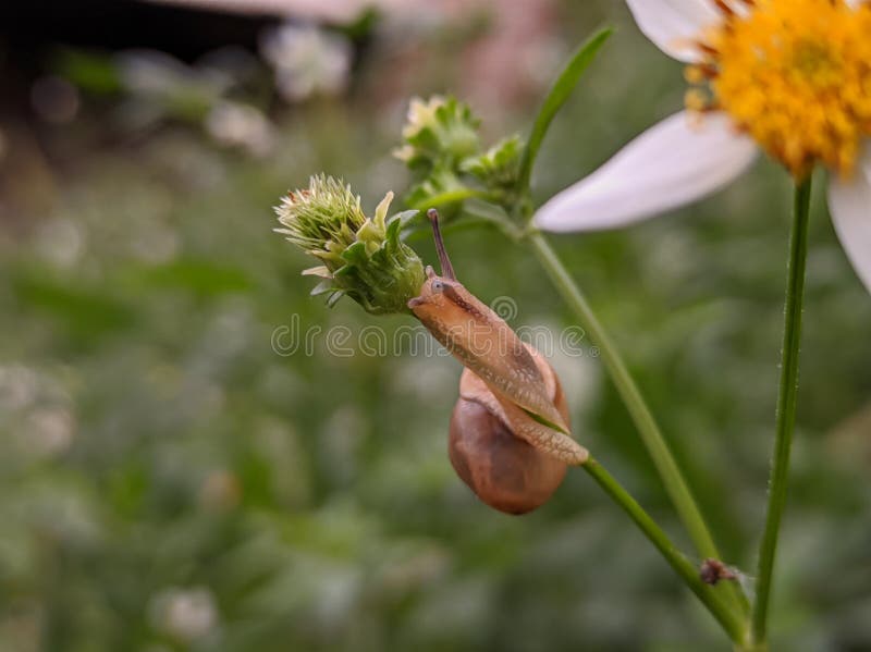 Macro photographie de petits escargots mignons et adorables fourrage souvent autour des fleurs dans la cour image libre de droits