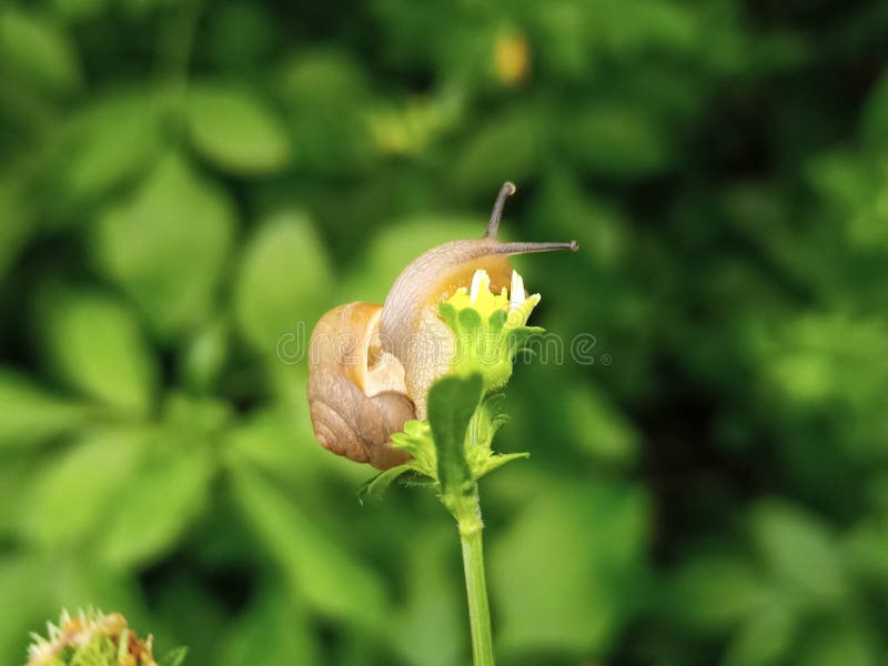 Macro photographie de petits escargots mignons et adorables fourrage souvent autour des fleurs dans la cour photo stock