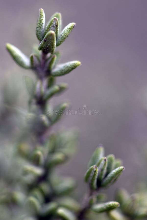Macro photographie en couleur de thym photos stock Macro photographie en couleur de thym photos stock