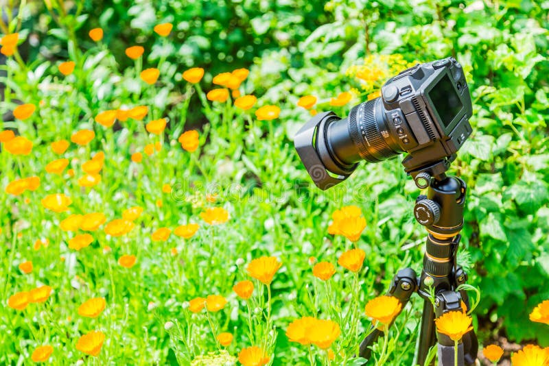 Macro photographie en nature Les fleurs et les plantes Fond brouillé par vert images libres de droits Macro photographie en nature Les fleurs et les plantes Fond brouillé par vert images libres de droits