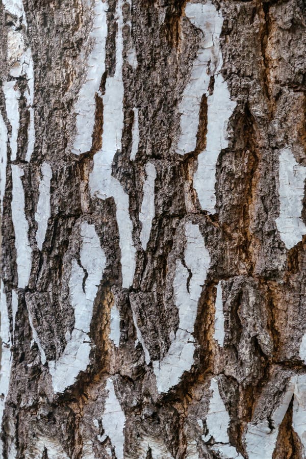 Birch Bark Pictures  Download Free Images on Unsplash