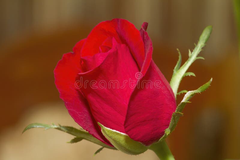 Macro photography of  bud of red rose.