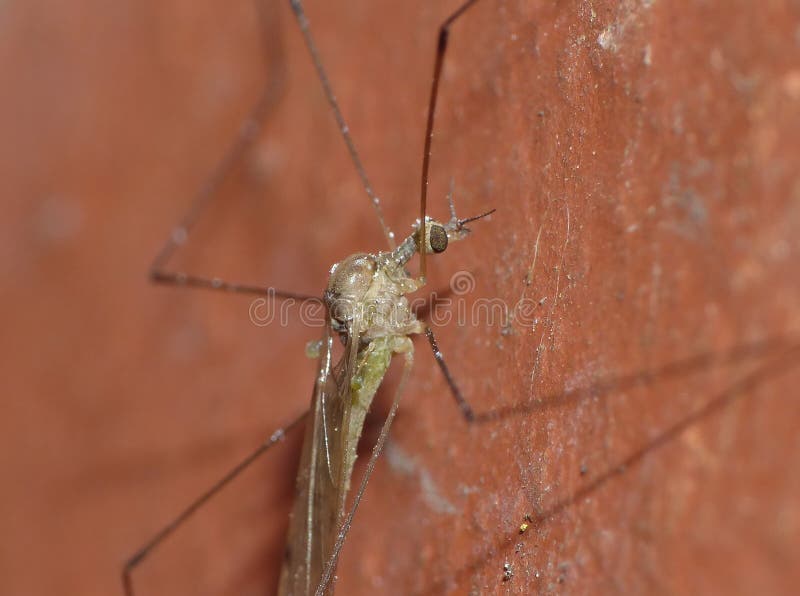 Crane Fly (Diptera family) often called a Daddy Long Legs, underside view  as it 'perches' on the glass of a patio door Stock Photo - Alamy