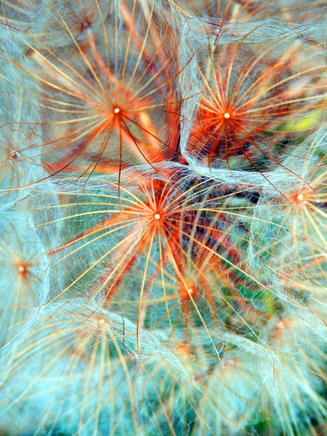 Macro photography of dandelion seeds