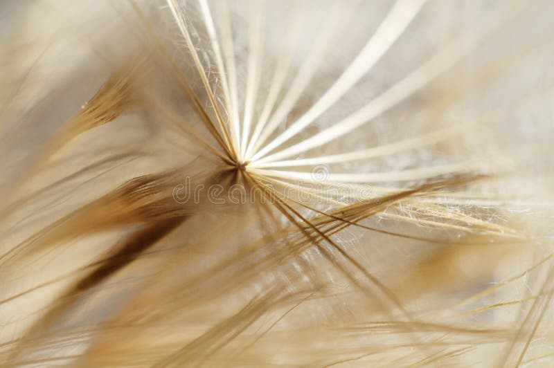 Macro photography of dandelion seeds royalty free stock photo Macro photography of dandelion seeds royalty free stock photo
