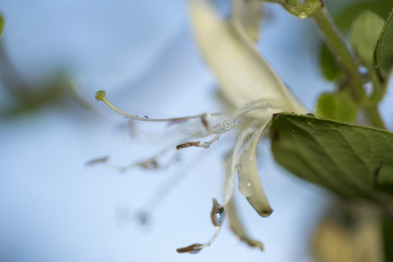 Macro Photography of a Honeysuckle Flower with Water Drops Stock Photo