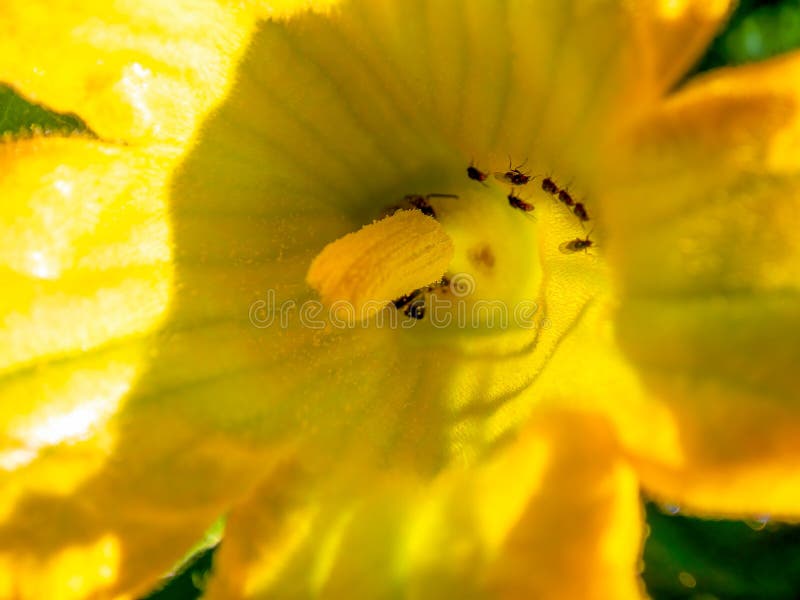 Macro Photography of the Interior of the Pumpkin Flower with Some Tiny