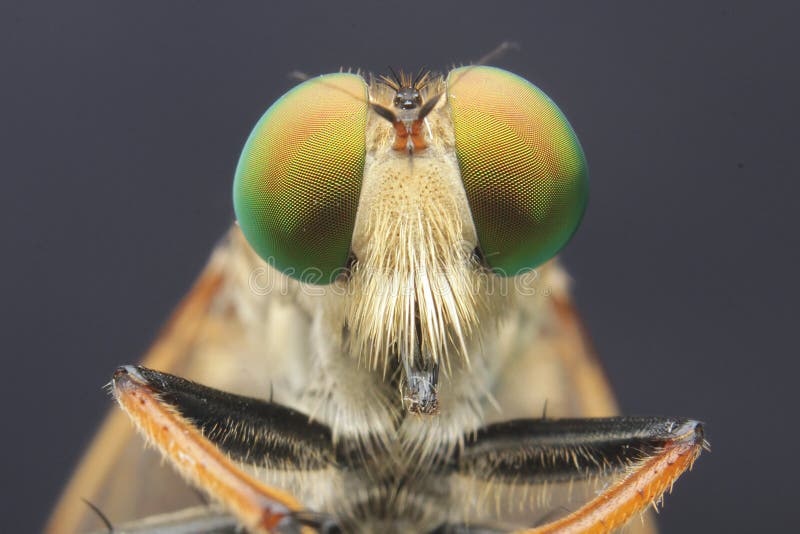 Robber Flies Asilisade Asilus Crabroniformis Stock Photo - Image of robberfly, asilisade: 138671600 Robber Flies Asilisade Asilus Crabroniformis Stock Photo - Image of robberfly, asilisade: 138671600