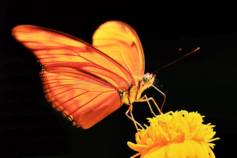 Macro photography of orange butterfly yellow flower black background royalty free stock photos Macro photography of orange butterfly yellow flower black background royalty free stock photos