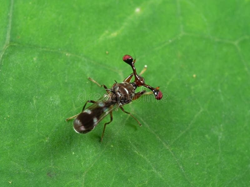 Macro Photo of Stalk-eyed fly on Green Leaf