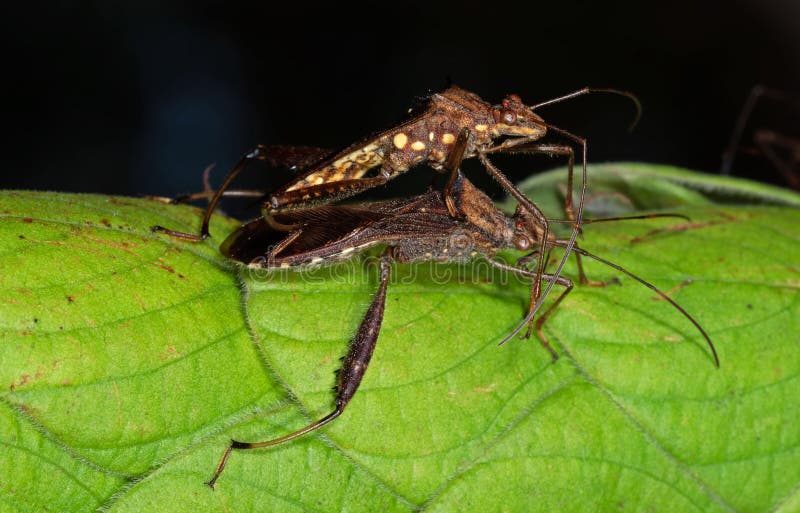 Macro Photo of Two Assassin Bugs Mating on Green Leaf royalty free stock images Macro Photo of Two Assassin Bugs Mating on Green Leaf royalty free stock images