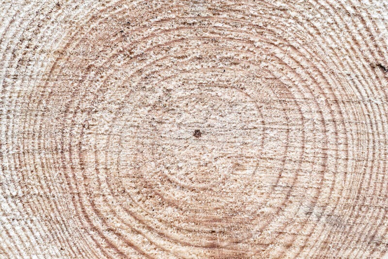 Macro photography of wood royalty free stock image