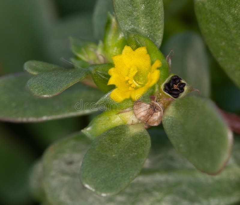 macro-photography-of-a-wild-flower-portulaca-oleracea-stock-photo