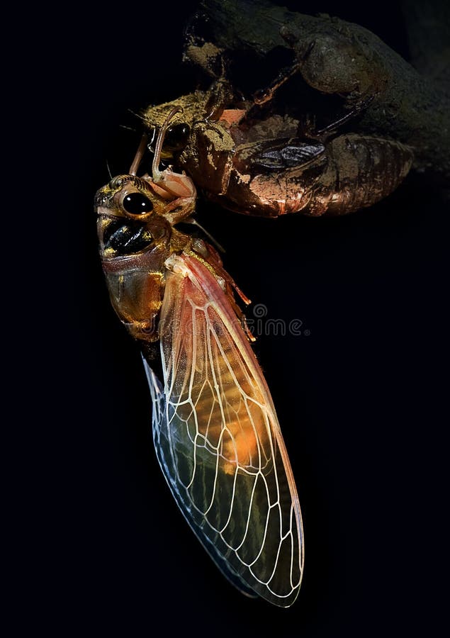 Macro photographyâ€”cicada