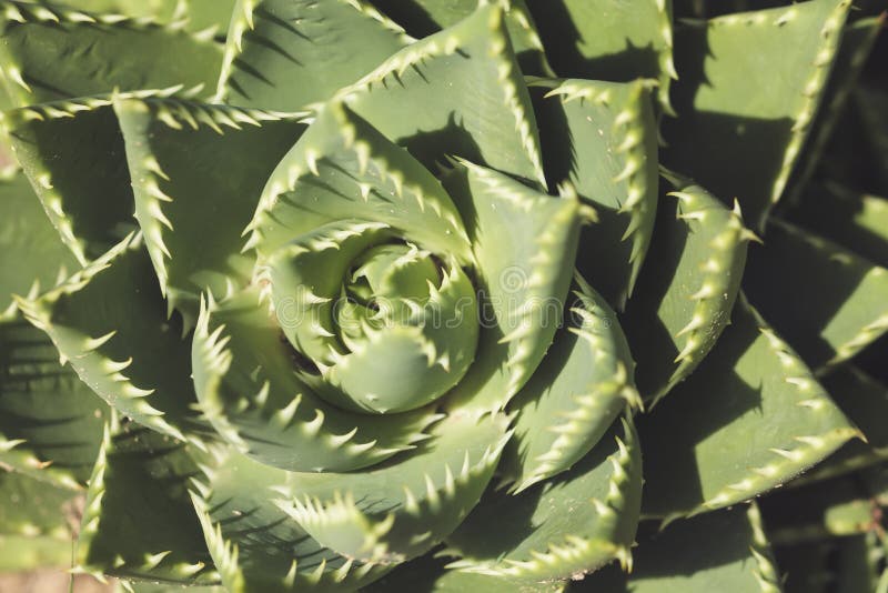 Macro pianta succulente fotografia stock