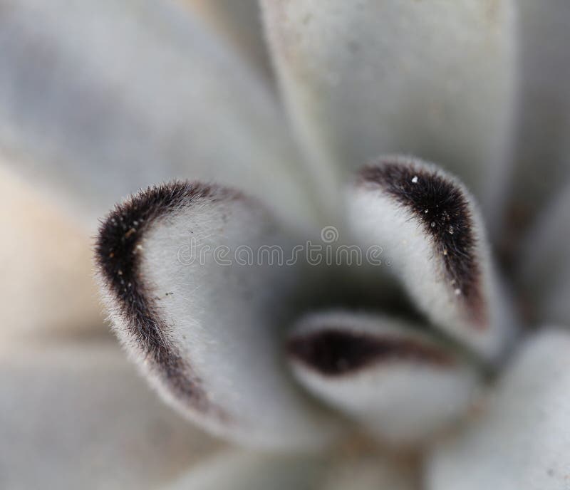 Macro pianta succulente fotografia stock libera da diritti