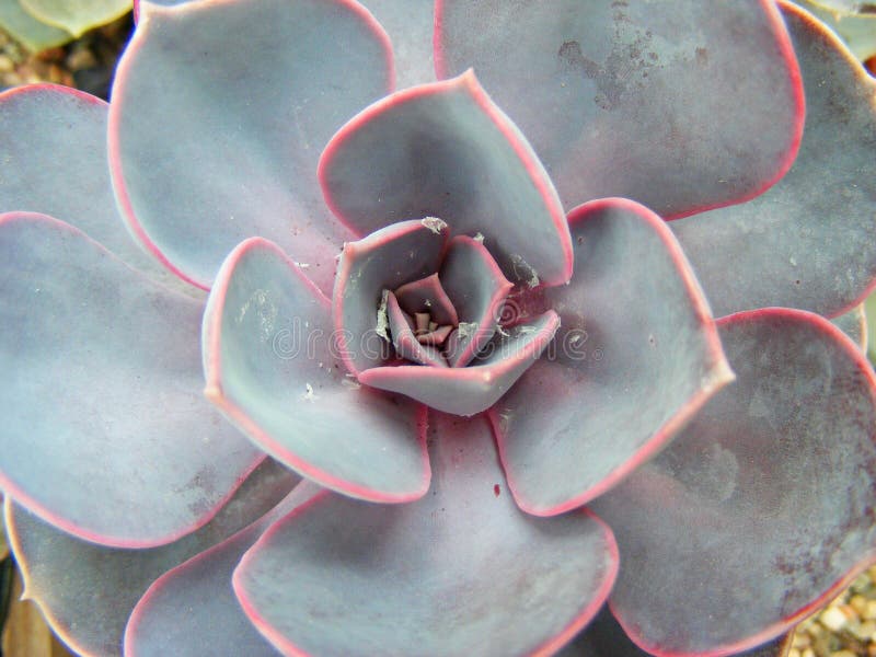 Macro pianta succulente, con i toni, i raggi e le linee porpora immagini stock
