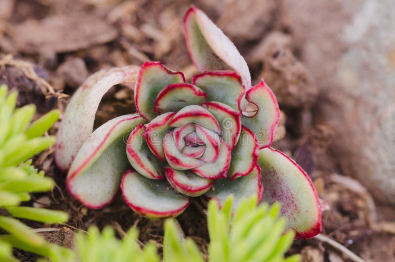 Macro pianta succulente Vista superiore immagini stock