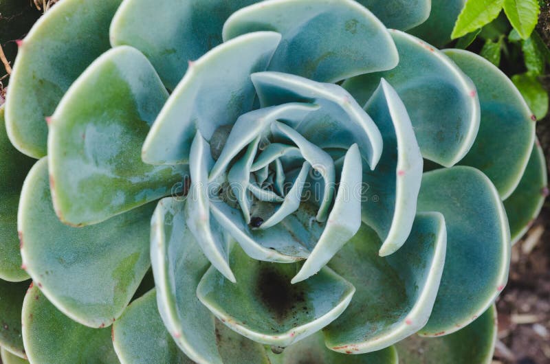Macro pianta succulente Vista superiore immagine stock
