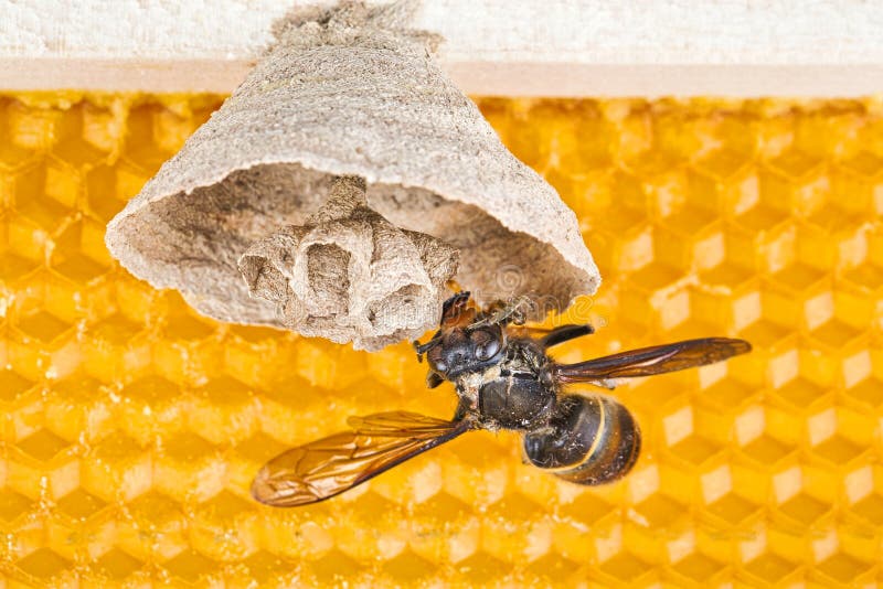 Begin of nest of asian hornet on beehive frame with insect making nest