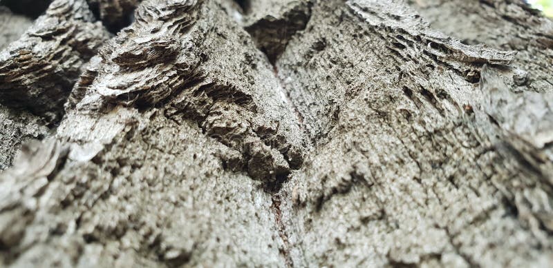 Tree bark macro wallpaper royalty free stock image Tree bark macro wallpaper royalty free stock image