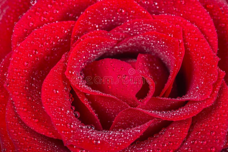 Macro picture a beautiful red rose with water drops