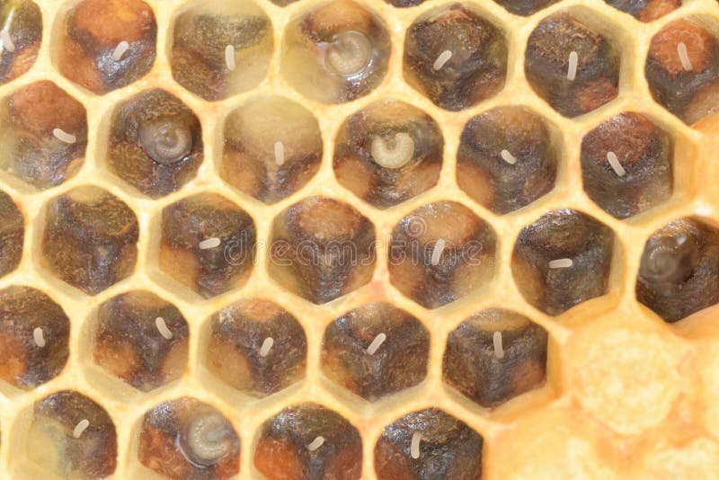 Macro Picture of Bee Eggs and Larvae in Hexagonal Was Cells in Beehive