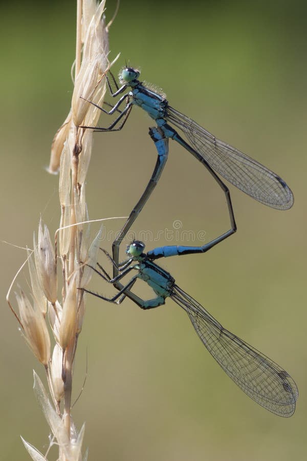 Macro picture of 2 colored insects