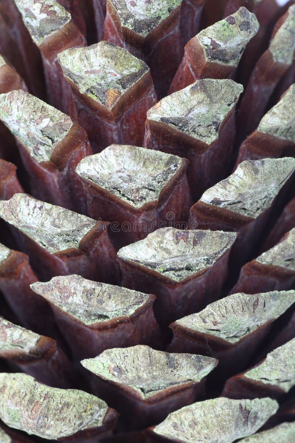 Pine cone macro royalty free stock photo