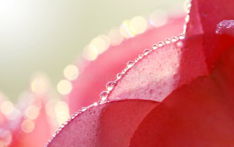 Macro of Pink Euphorbia Milii flower