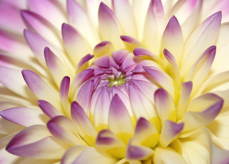 Macro pink flower