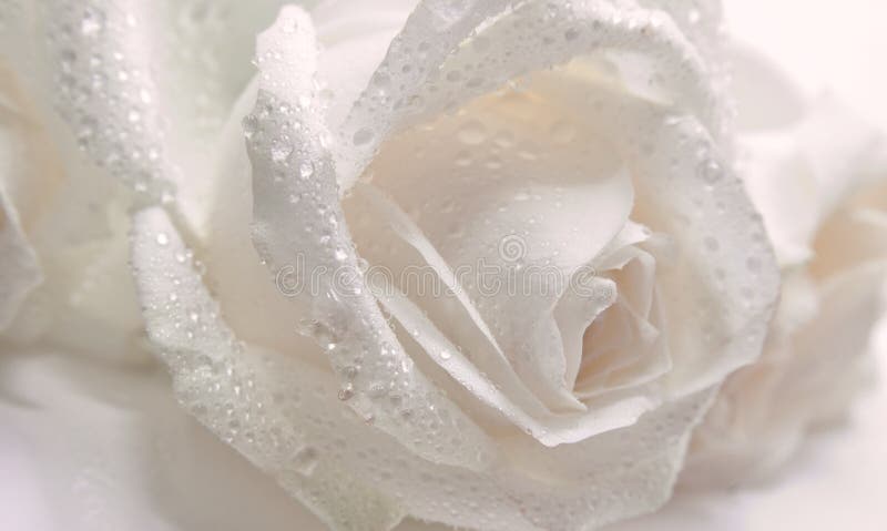 Macro of the pink rose stock photo Macro of the pink rose stock photo