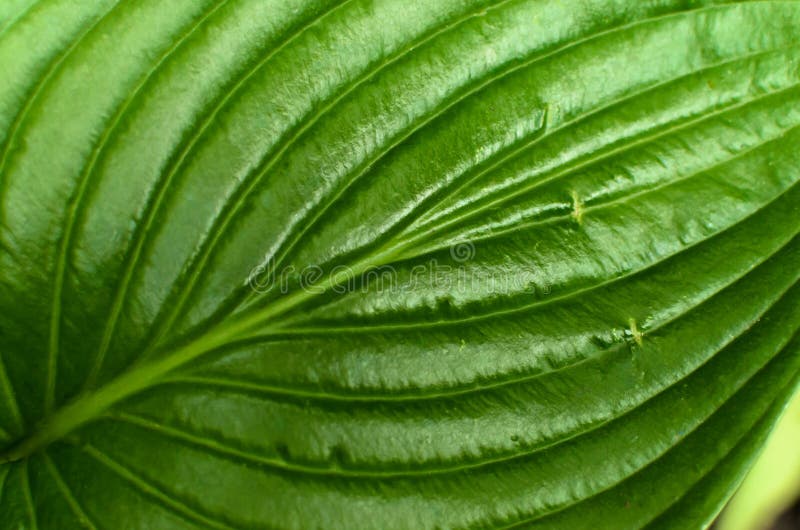 Macro plan rapproché de feuille verte photo libre de droits Macro plan rapproché de feuille verte photo libre de droits
