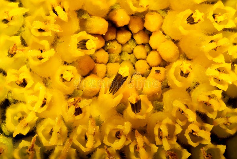 Macro plan rapproch? de tournesol montrant des stamens images libres de droits Macro plan rapproch? de tournesol montrant des stamens images libres de droits