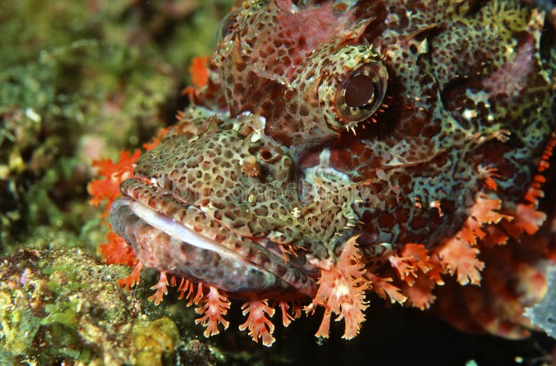 Macro Of Poisonous Dragon Head Fish Stock Photo - Image