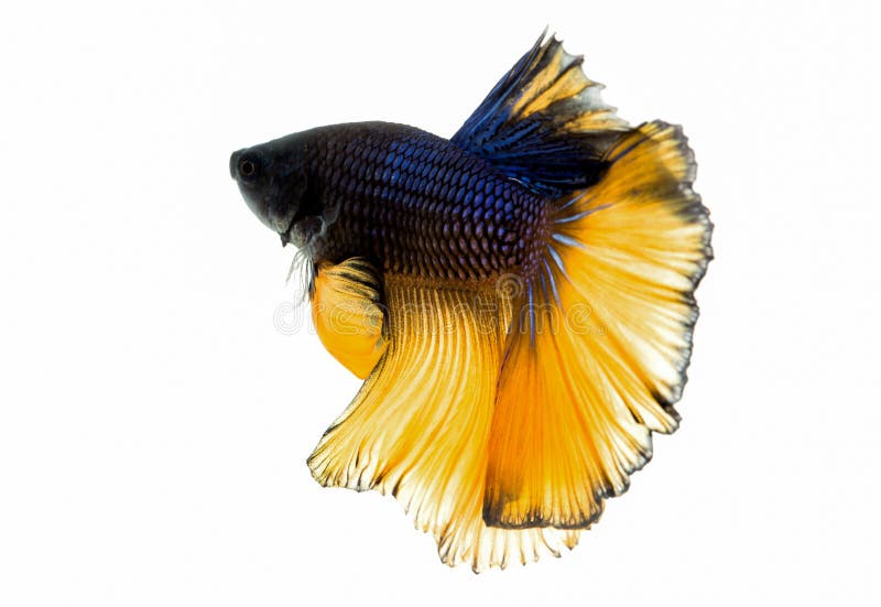 Macro poissons de combat jaunes et noirs du Siam photographie stock Macro poissons de combat jaunes et noirs du Siam photographie stock