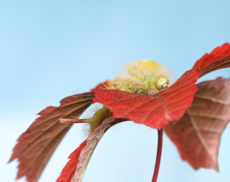 Yellow hairy caterpillar portrait royalty free stock photography Yellow hairy caterpillar portrait royalty free stock photography