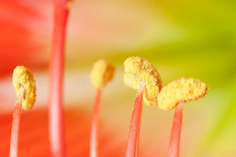 Macro projectile d'amaryllis (lis de belladone) image libre de droits Macro projectile d'amaryllis (lis de belladone) image libre de droits