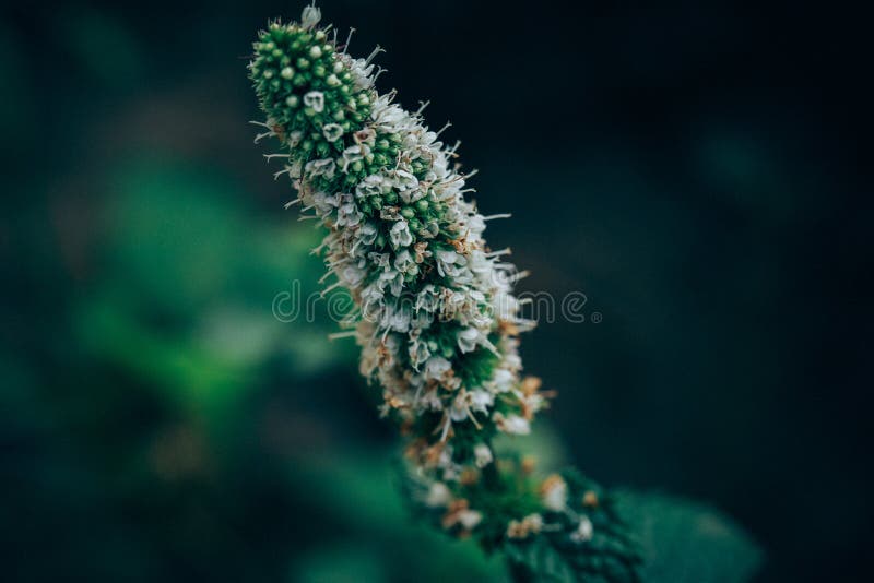 Macro projectile de fleur Photographie de fond de nature Photo de plan rapproché photo libre de droits Macro projectile de fleur Photographie de fond de nature Photo de plan rapproché photo libre de droits