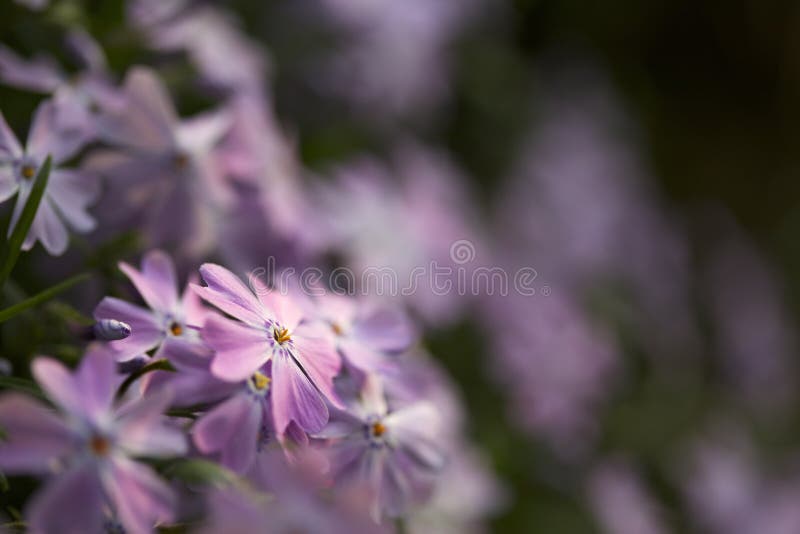 Macro of purple flower