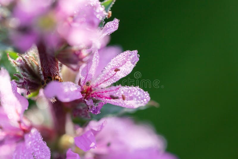 Macro púrpura de la flor, cierre para arriba Flores florecientes del lupine en prado Colores suaves brillantes y saturados, fondo imagenes de archivo Macro púrpura de la flor, cierre para arriba Flores florecientes del lupine en prado Colores suaves brillantes y saturados, fondo imagenes de archivo