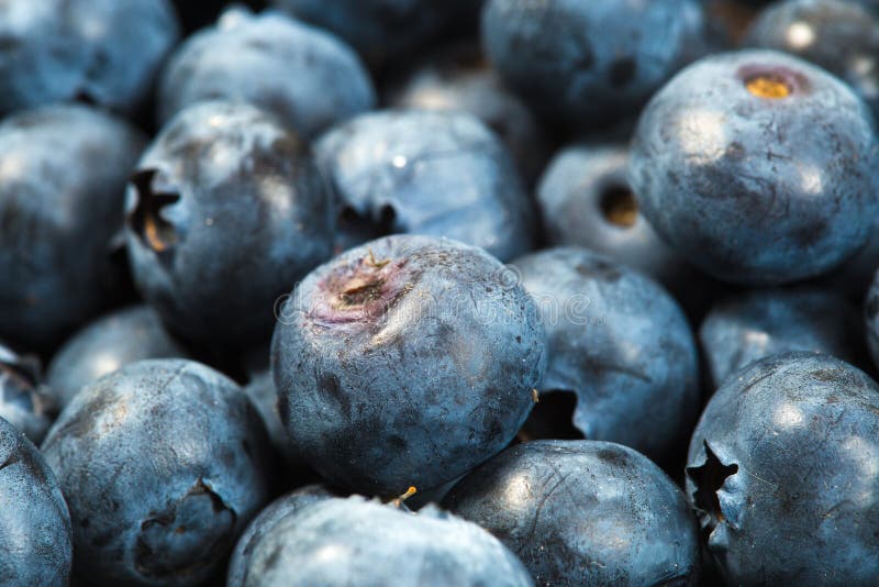 Macro of Raw Blueberries after Harvest Stock Image Image of group