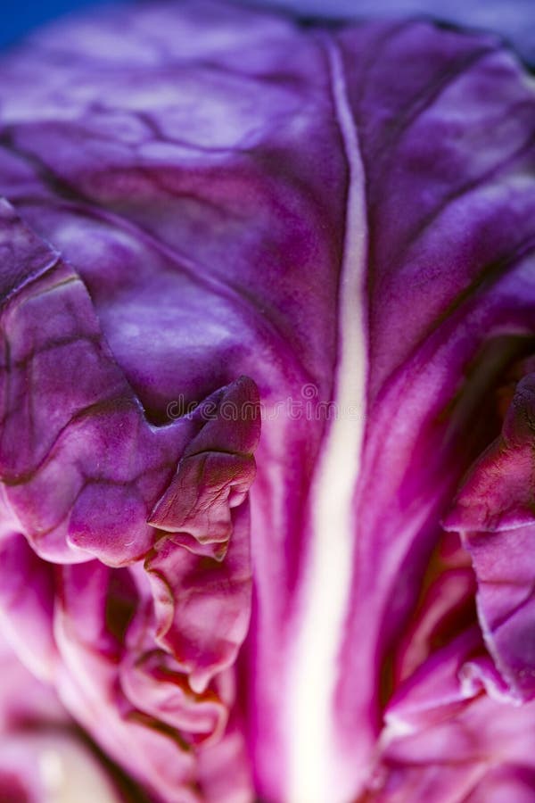 Macro of a red cabbage.