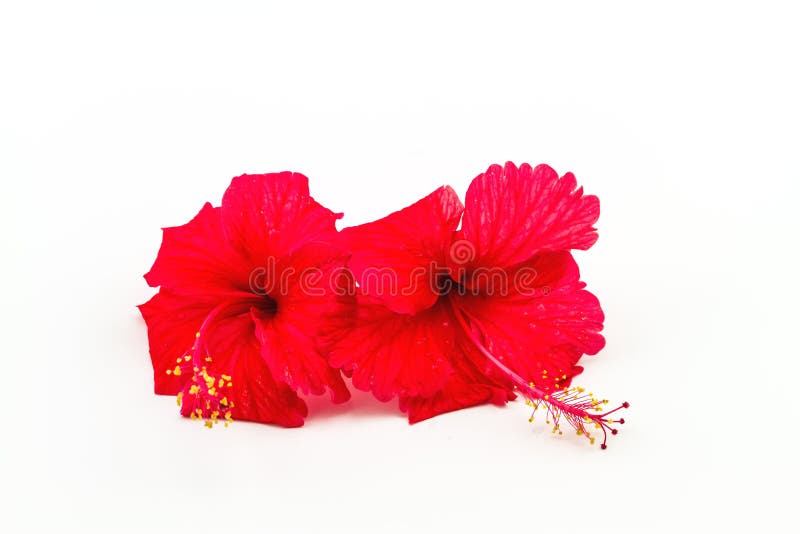 Macro of red China Rose flower (Chinese hibiscus, Hibiscus rosa-