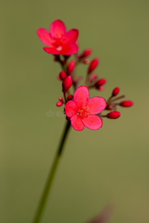 Macro Red Flower Green Background Stock Image Image of yellow, nature