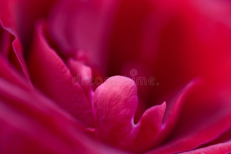 Macro of red rose