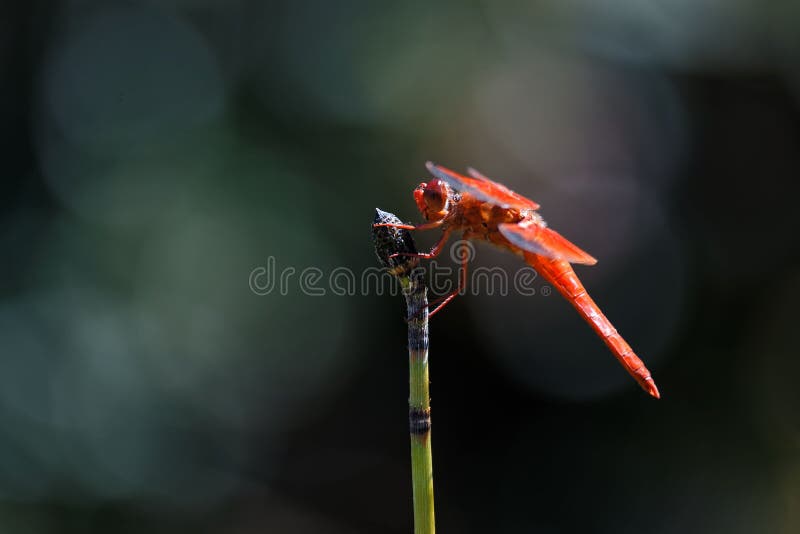 Macro of a Red Skimmer Dragonfly on a Plant Stock Photo Image of